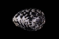 藏品(漁舟蜑螺)的圖片